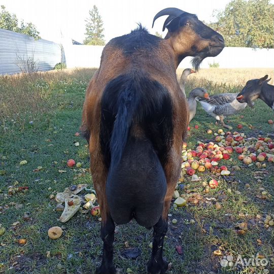 Чешская гладкошерстная, коза дойная