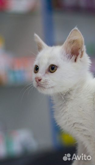 Котснежок