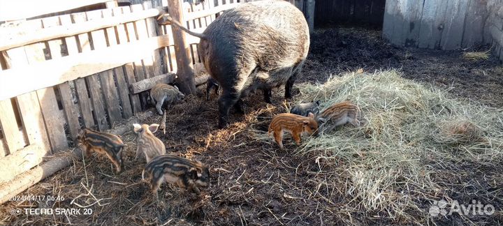 Поросята венгерской мангалицы