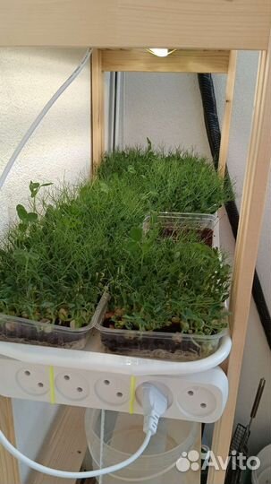 Микрозелень гороха