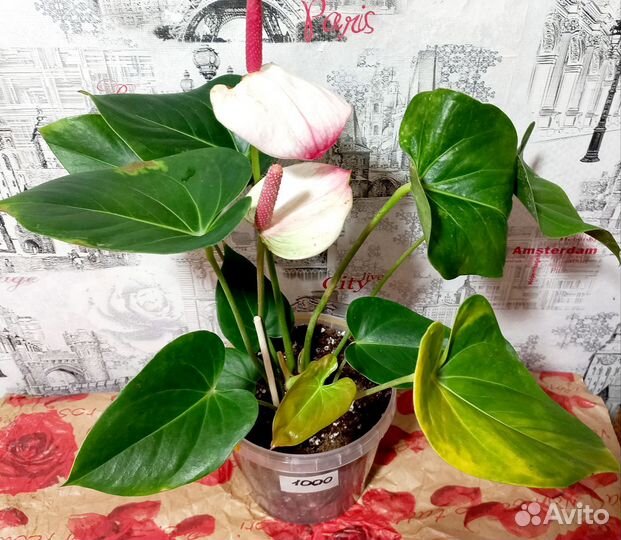 Антуриум Принцесса Амалия