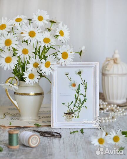 Ботаника в рамке Ромашки