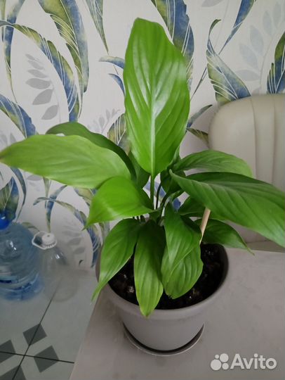 Спатифиллум