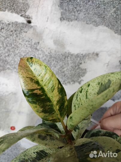 Фикус шривериана