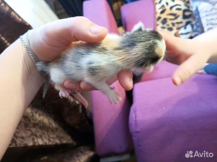 Отдам котят богаток через месяц