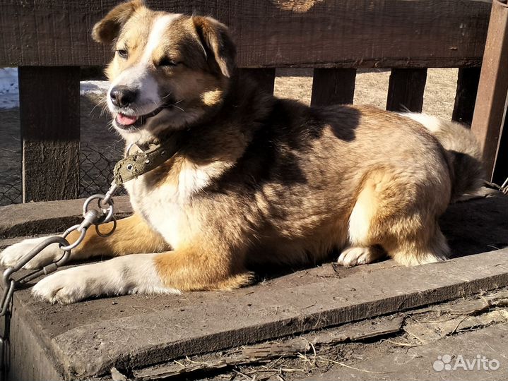Собака в добрые руки отдам бесплатно