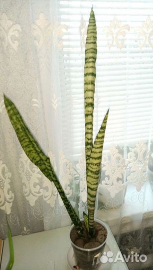 Сансевиерия, панданус, аихризон, хлорофитум