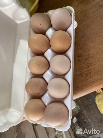 Инкубационное яйцо кур брама