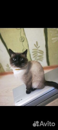 Тайский кот вязка