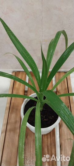 Пальма Панданус