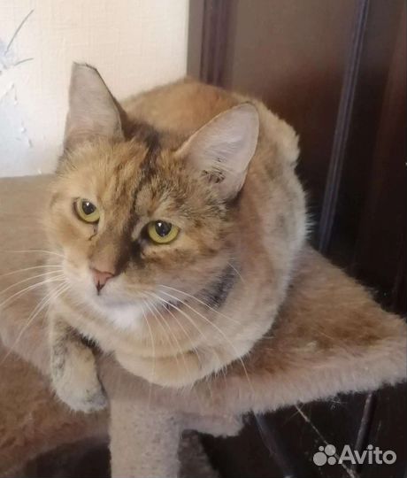 Кошка в дар