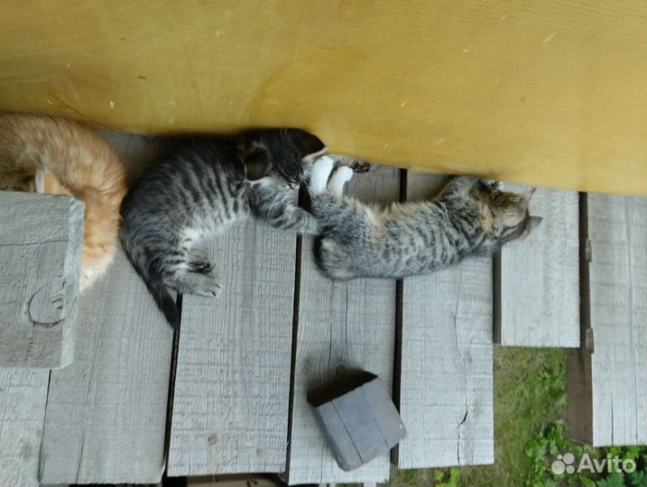 Отдам в добрые руки