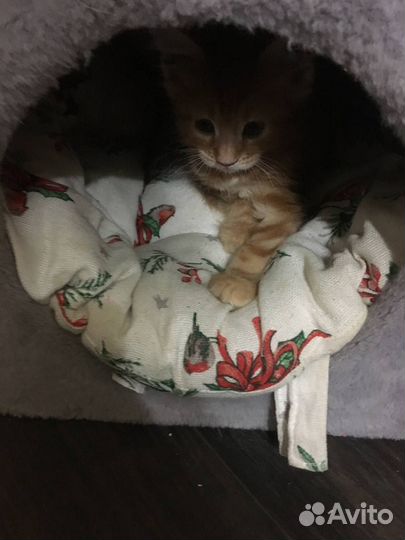 Кошки мэйкун