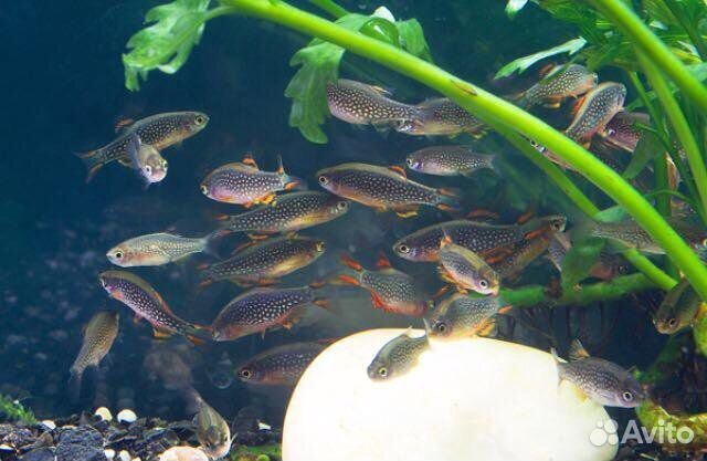 Микрорасбора галактика