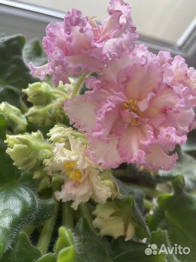 Фиалка сортовая