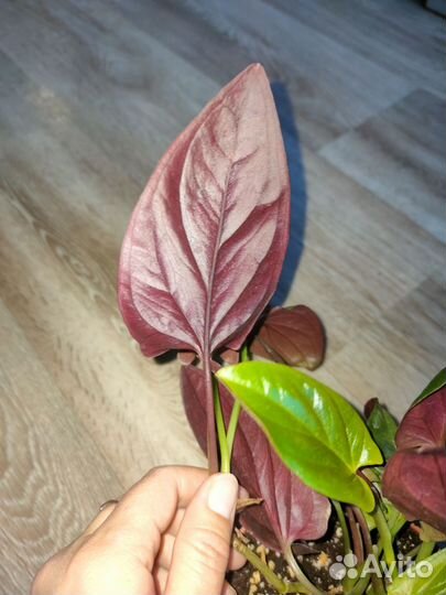 Сингониумы клубничный лёд, серый призрак, триколор