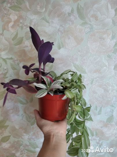 Традесканция 4 вида