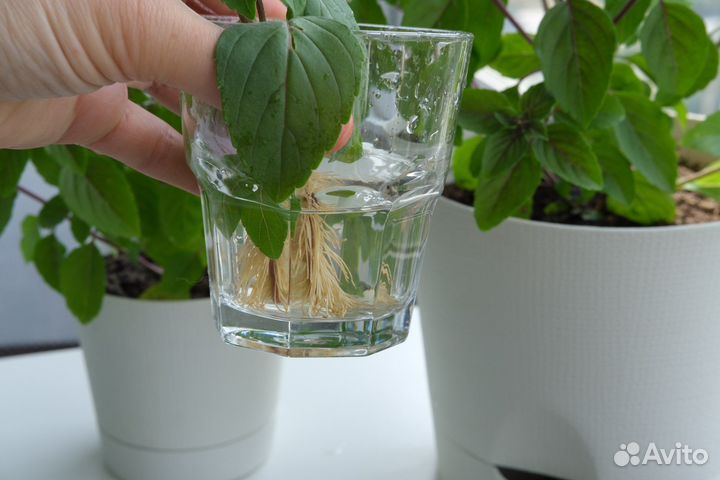 Базилик в горшке