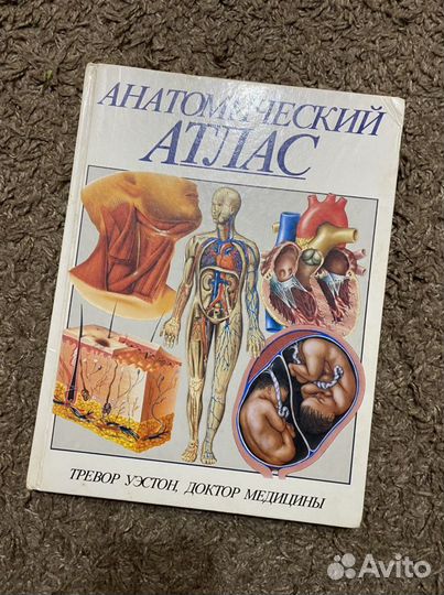 Анатомия