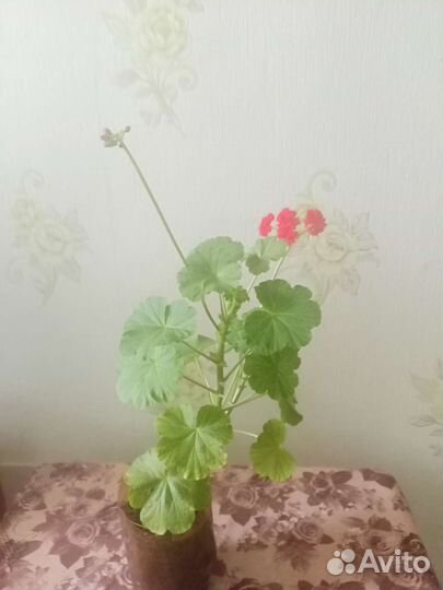 Герань пеларгония цветущее растение