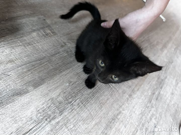 Котята