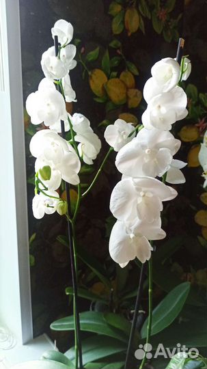 Орхидея фаленопсис