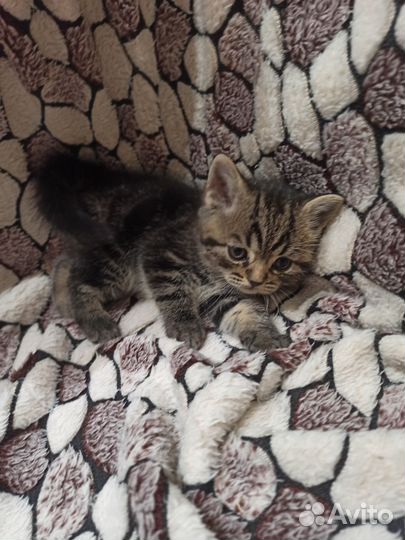 Шотландские котята