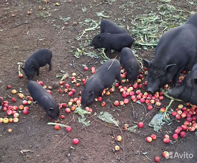 Поросята вьетнамские вислобрюхие