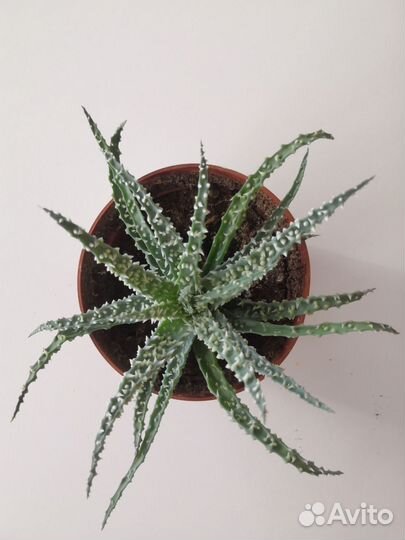 Алоэ хумилис