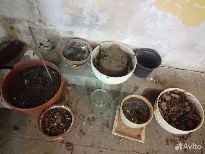 Разные горшки для растений (с землей)