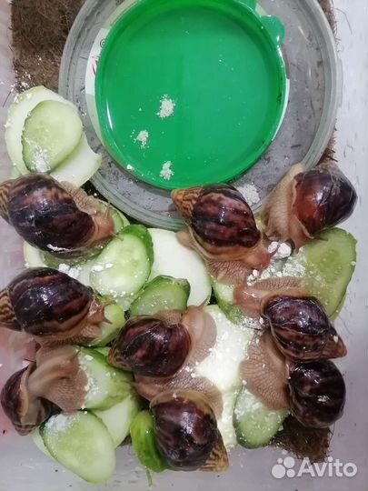 Улитки ахатины