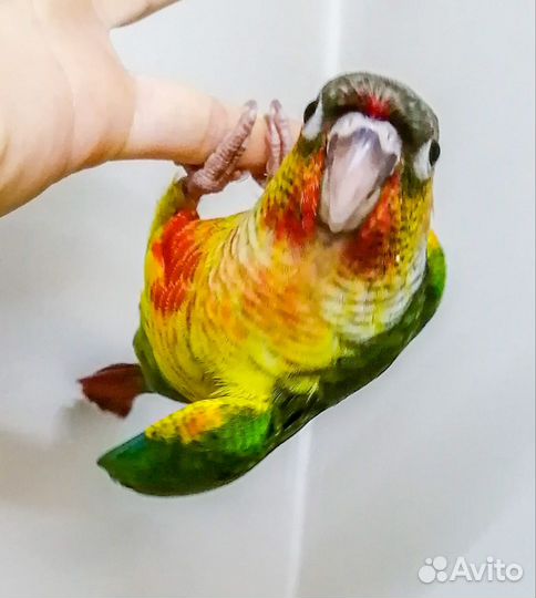 Попугай сенегальский, солнечный аратинго