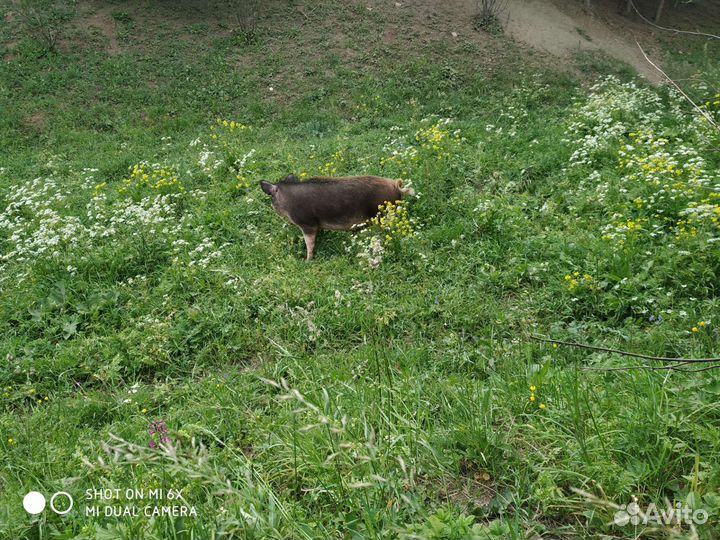 Мясо кабана