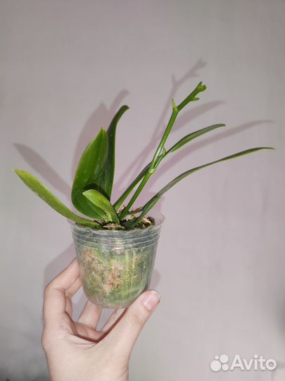 Phal. tetraspis 'Wisp' 2,5 с цветоносом