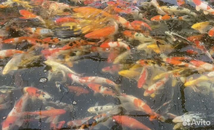 Карпы Кои: Оптовый микс