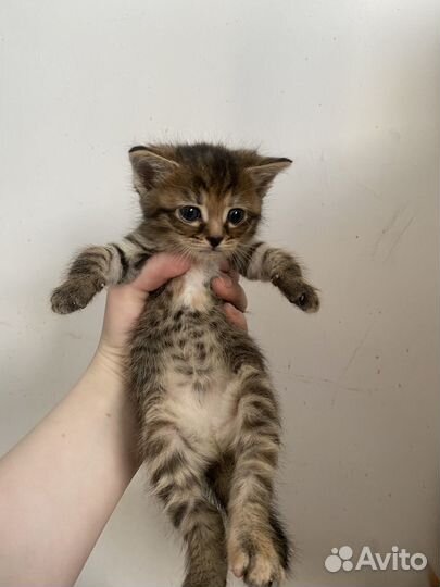 Котята в добрые руки 1 месяц