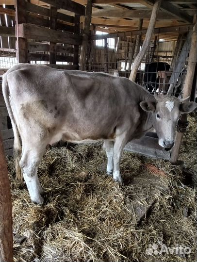 Корова дойная