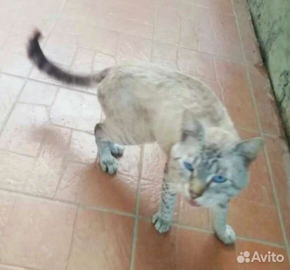 Брошенный породистый котик с голубыми глазами