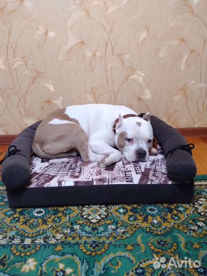 Лежанки больших размеров