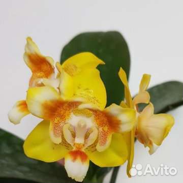 Орхидея Anmio Yellow Bat AN-6610