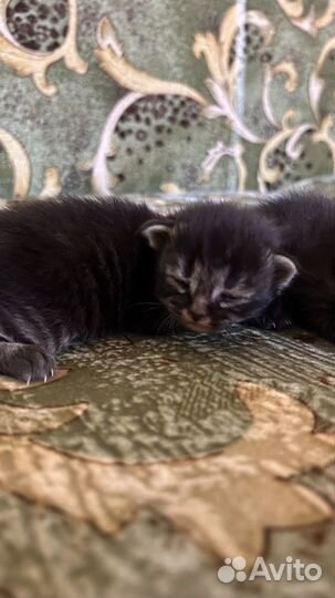 Кошка в дар бесплатно