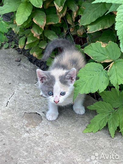 Котëнок