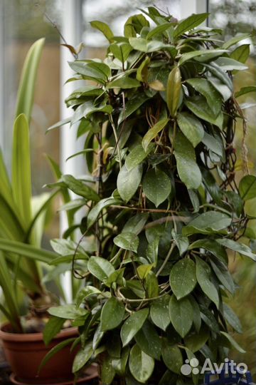 Хойя карноза (carnosa), мясистая