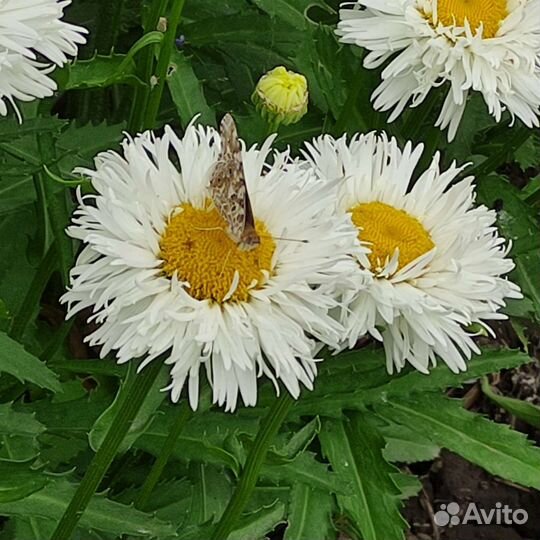 Многолетние ромашки в асс