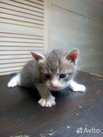 Охос азулес котята