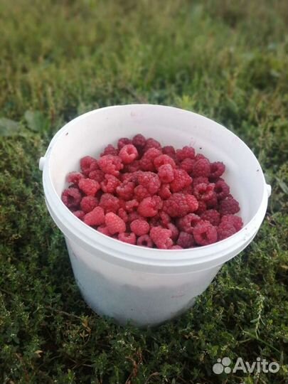 Малина Ремонтантная полана