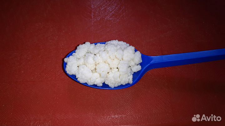 Кефирный (тибетский молочный) гриб