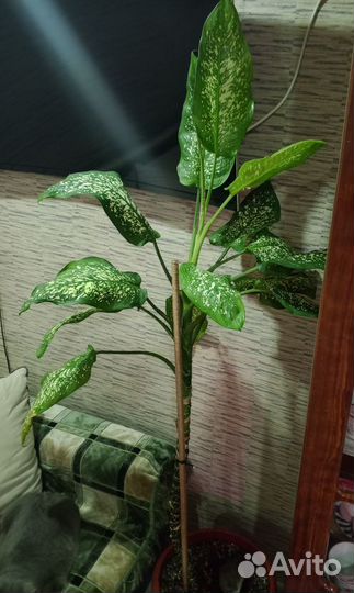 Дифинбахия