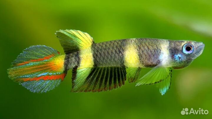Фундулус факельный