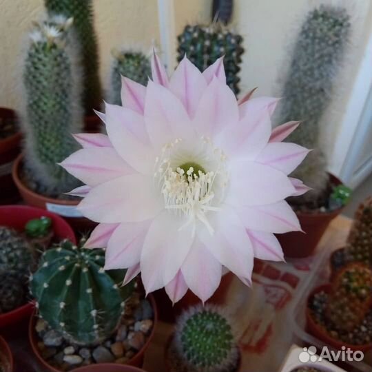 Суккуленты - детки кактуса Echinopsis oxigona